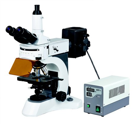 Mikroskop epifluorescencyjny MBL 800 TFL